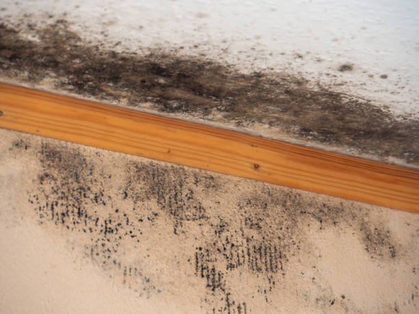 Best Biohazard Mold Removal  in Elverta, CA