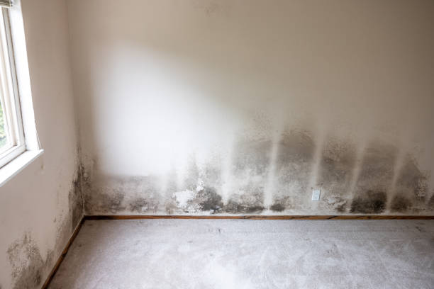 Best Asbestos and Lead Testing During Mold Inspection  in Elverta, CA