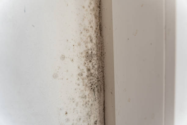 Best Basement Mold Removal  in Elverta, CA
