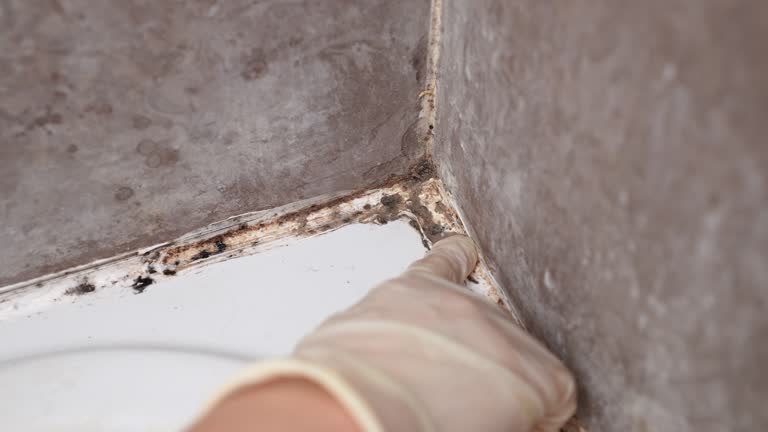 Reliable Elverta, CA Mold Removal Solutions