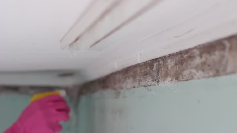 Best Post-Construction Mold Inspection  in Elverta, CA